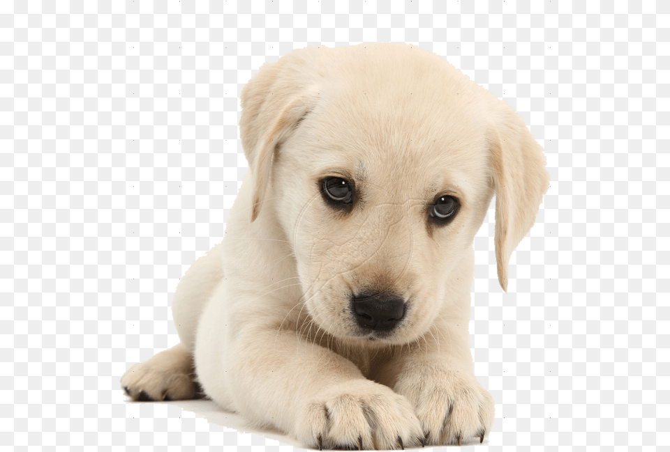 Quality Care For Puppy, Animal, Canine, Dog, Mammal Free Transparent Png