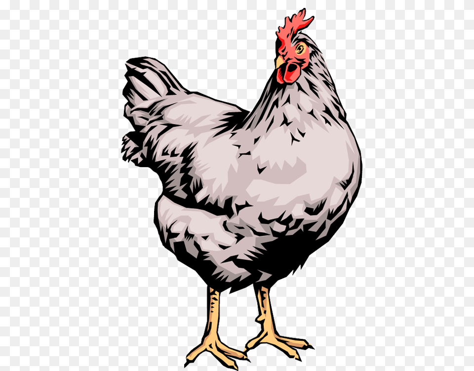 Quality Clip Art Of Animals That Live On A Farm Rooster Places, Animal, Bird, Fowl, Poultry Png Image