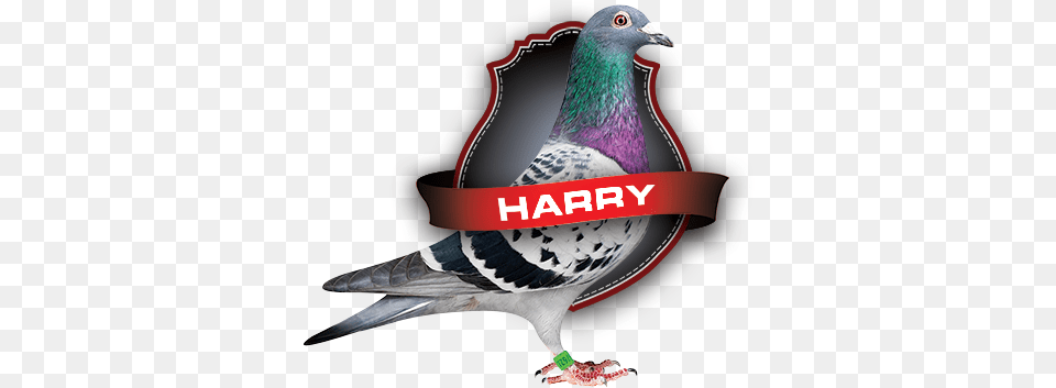 Quality Is A Choice Tamee Harrison A Beautiful Time, Animal, Bird, Pigeon, Dove Free Png Download