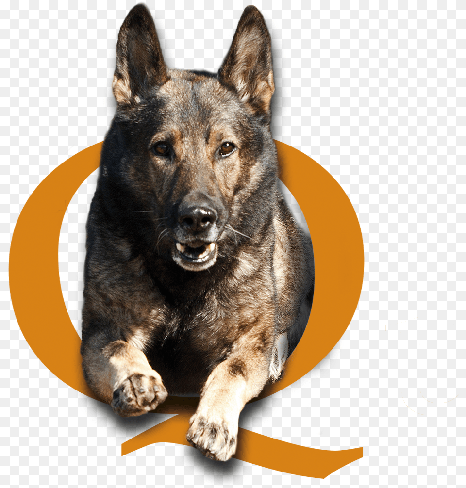 Quality K9 Contact Us Tino Reinke Angelika Clark Police Dog, Animal, Canine, Mammal, Pet Free Png Download