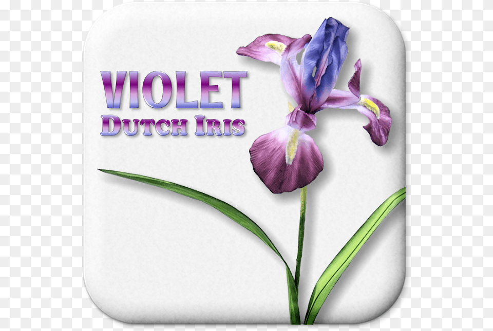 Quantity Orris Root, Flower, Iris, Plant, Purple Free Transparent Png