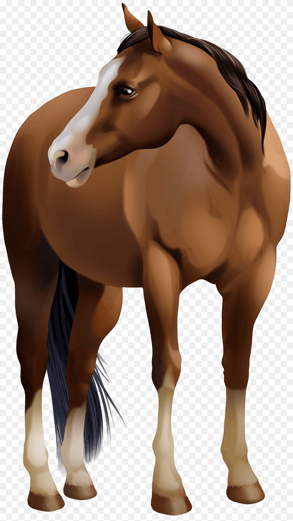 Quarter Horse Clipart, Animal, Colt Horse, Mammal Free Png