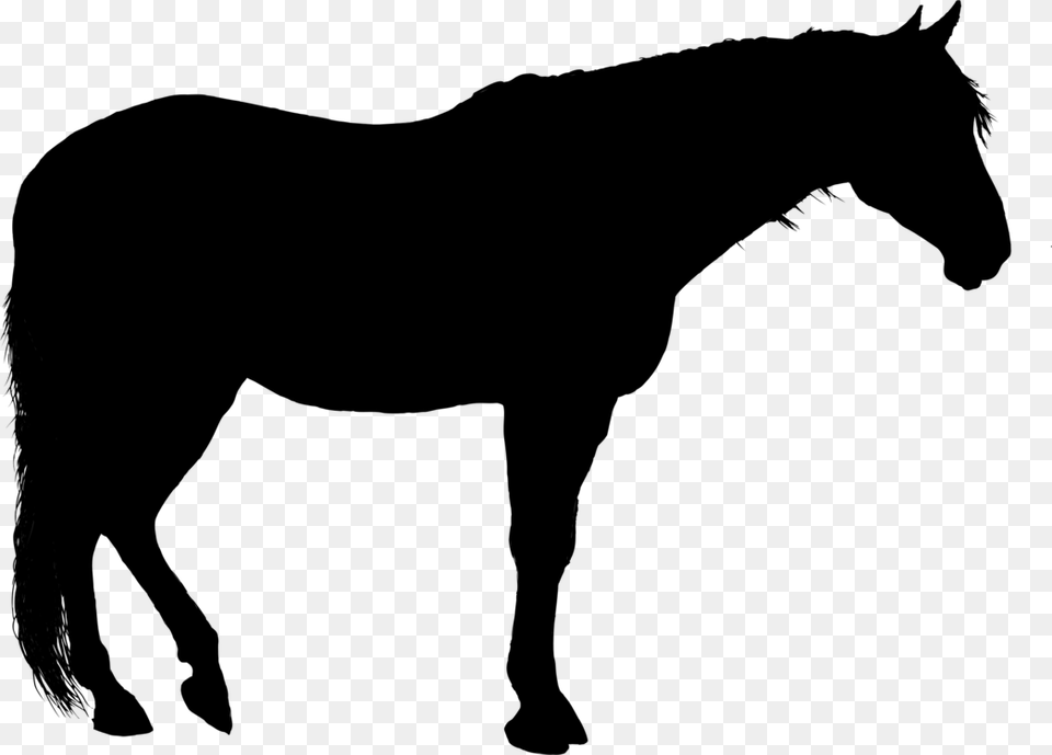 Quarter Horse Silhouette Clip Art Standing Horse Silhouette, Gray Free Transparent Png
