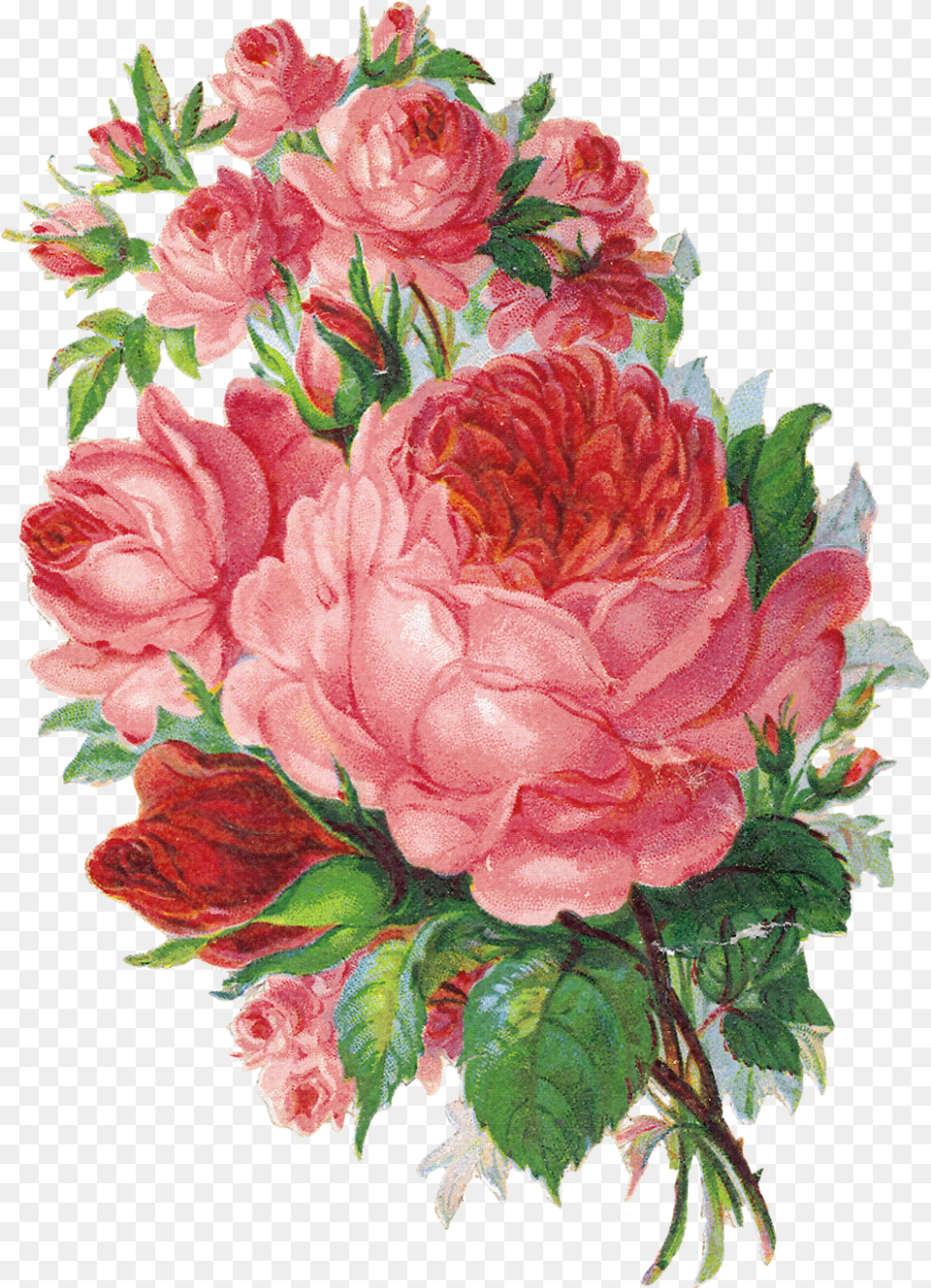 Que Es Un Sabado Sin Flores Es El Toque Especial English Rose Watercolor, Dahlia, Plant, Flower, Pattern Free Transparent Png