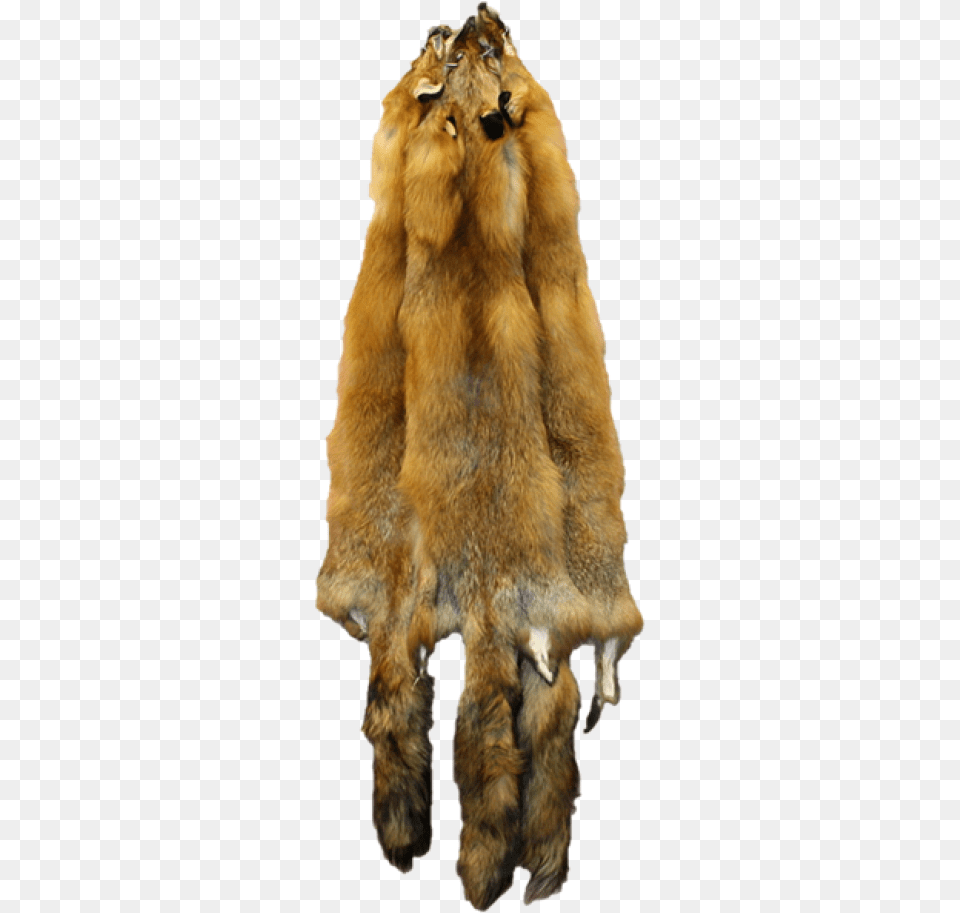 Quebec Wild Red Fox Pelt Red Fox Pelt, Clothing, Fur, Coat, Animal Free Png