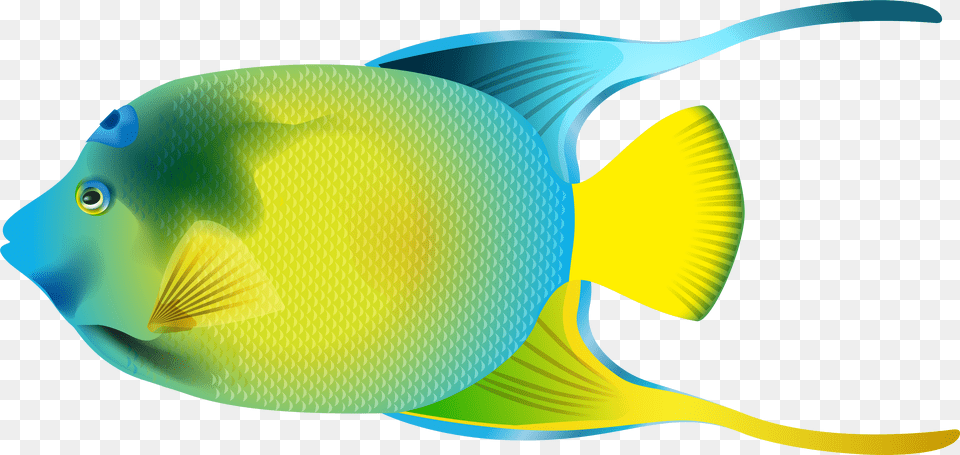 Queen Angelfish, Furniture, Cabinet, Closet, Cupboard Free Png