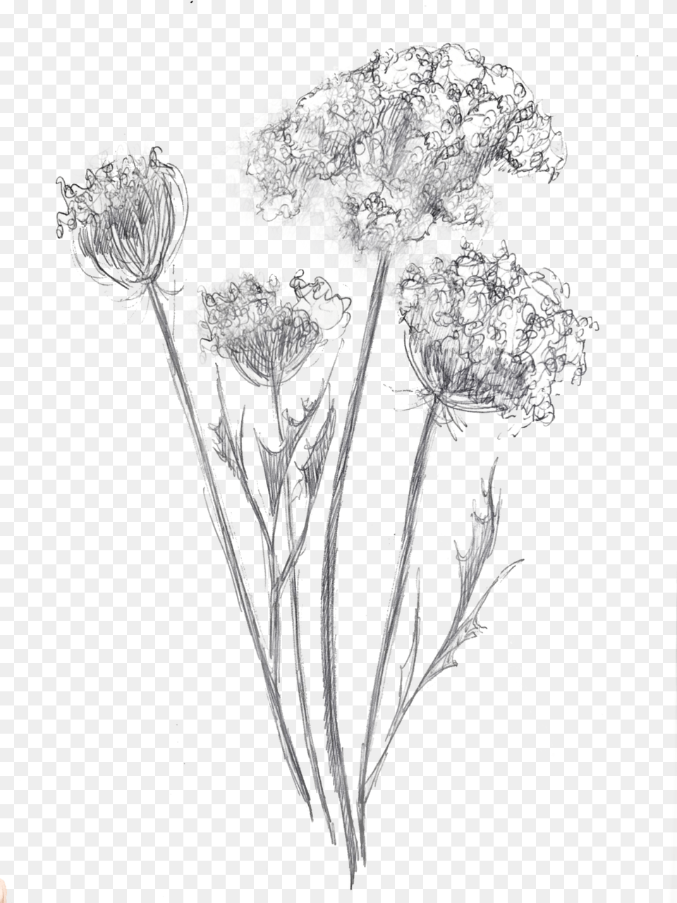Queen Anne Lace Mz, Plant, Art, Drawing, Flower Free Transparent Png