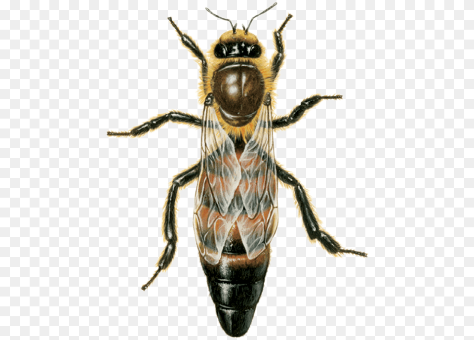 Queen Bee Dies Download Honey Bee Queen, Animal, Honey Bee, Insect, Invertebrate Png