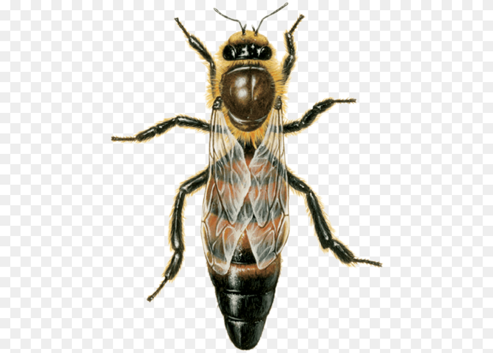 Queen Bee Happens If The Queen Bee Dies, Animal, Honey Bee, Insect, Invertebrate Free Png