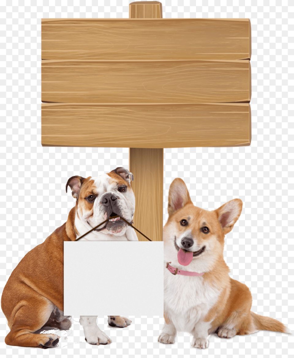 Queen Elizabeth Dog Breed, Animal, Canine, Mammal, Pet Free Transparent Png