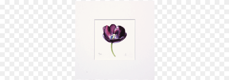 Queen Of Night Mini Print Tulip, Flower, Geranium, Plant, Petal Png Image