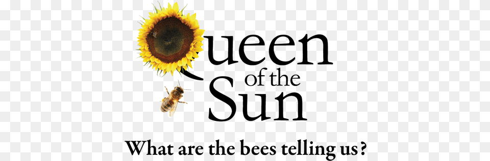 Queen Of The Sun Logo Beerologistdarkpng Ornament Round, Animal, Apidae, Bee, Insect Free Png