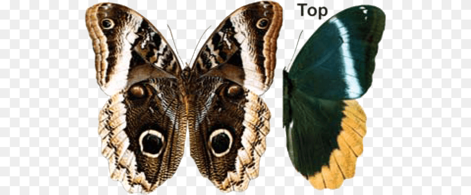 Queen Owl Butterfly Owl Butterfly Animal, Insect, Invertebrate, Reptile Free Transparent Png