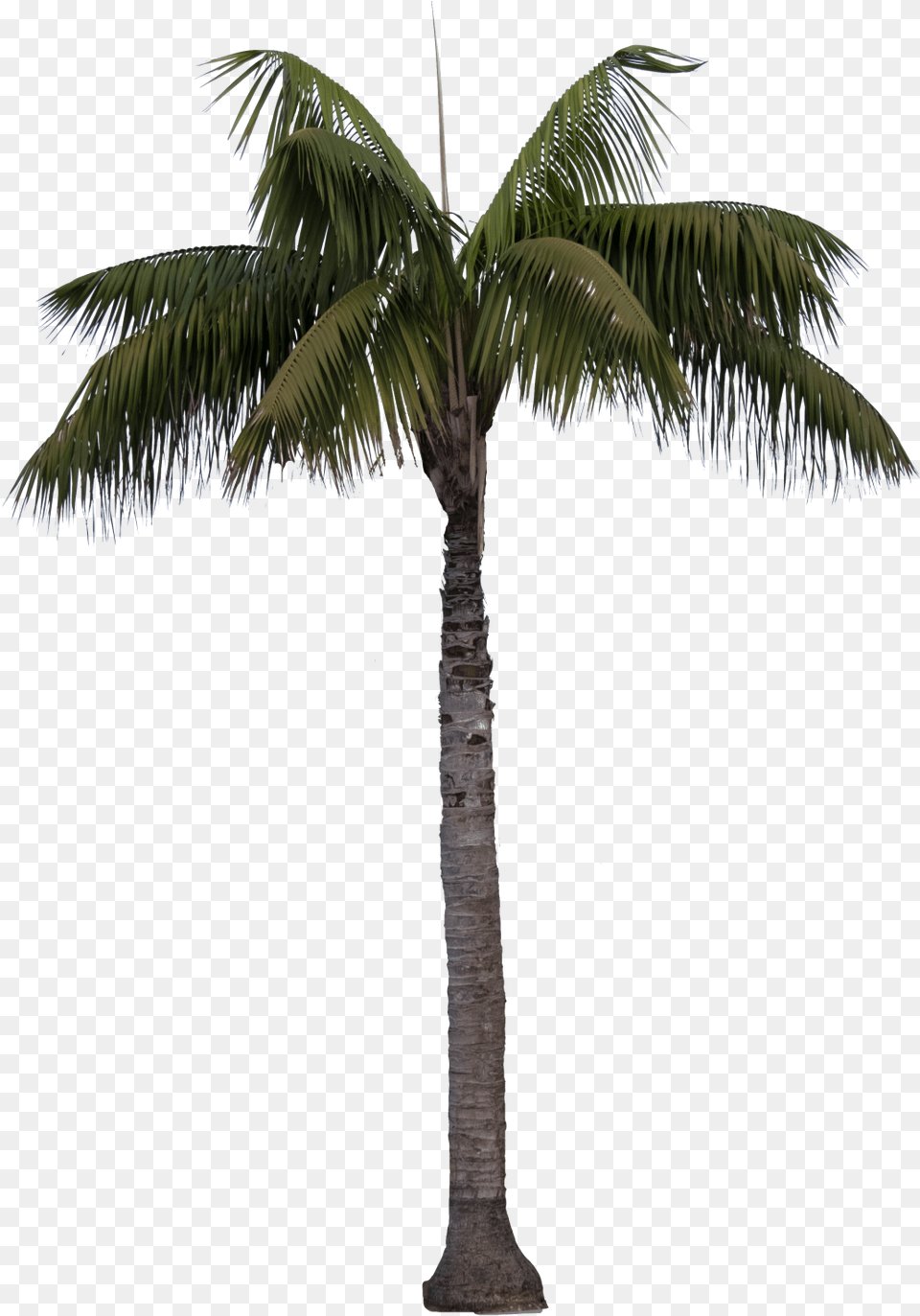 Queen Palm, Palm Tree, Plant, Tree Free Png