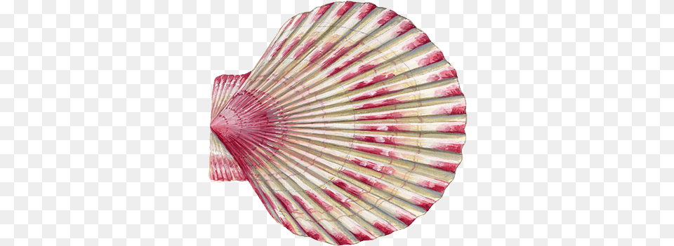 Queen Scallop U2022 Youngu0027s Foodservice Queen Scallop, Animal, Clam, Food, Invertebrate Free Png