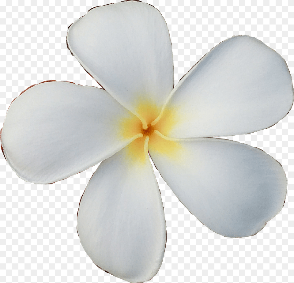 Queen Wild Ecmytravel Tired Be Creative Flower Frangipani, Petal, Plant, Geranium Free Png Download