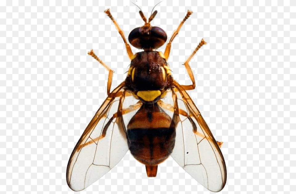 Queensland Fruit Fly, Animal, Bee, Insect, Invertebrate Png