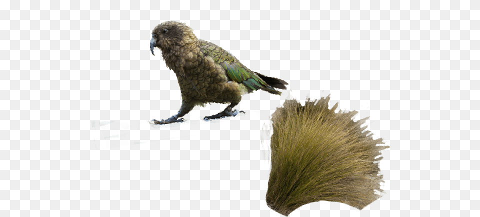 Queenstown Parrot, Animal, Bird, Beak Png Image