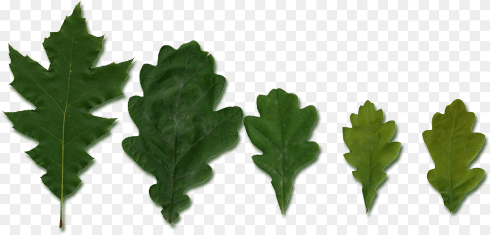 Quercus Leaves, Leaf, Plant, Tree Free Png