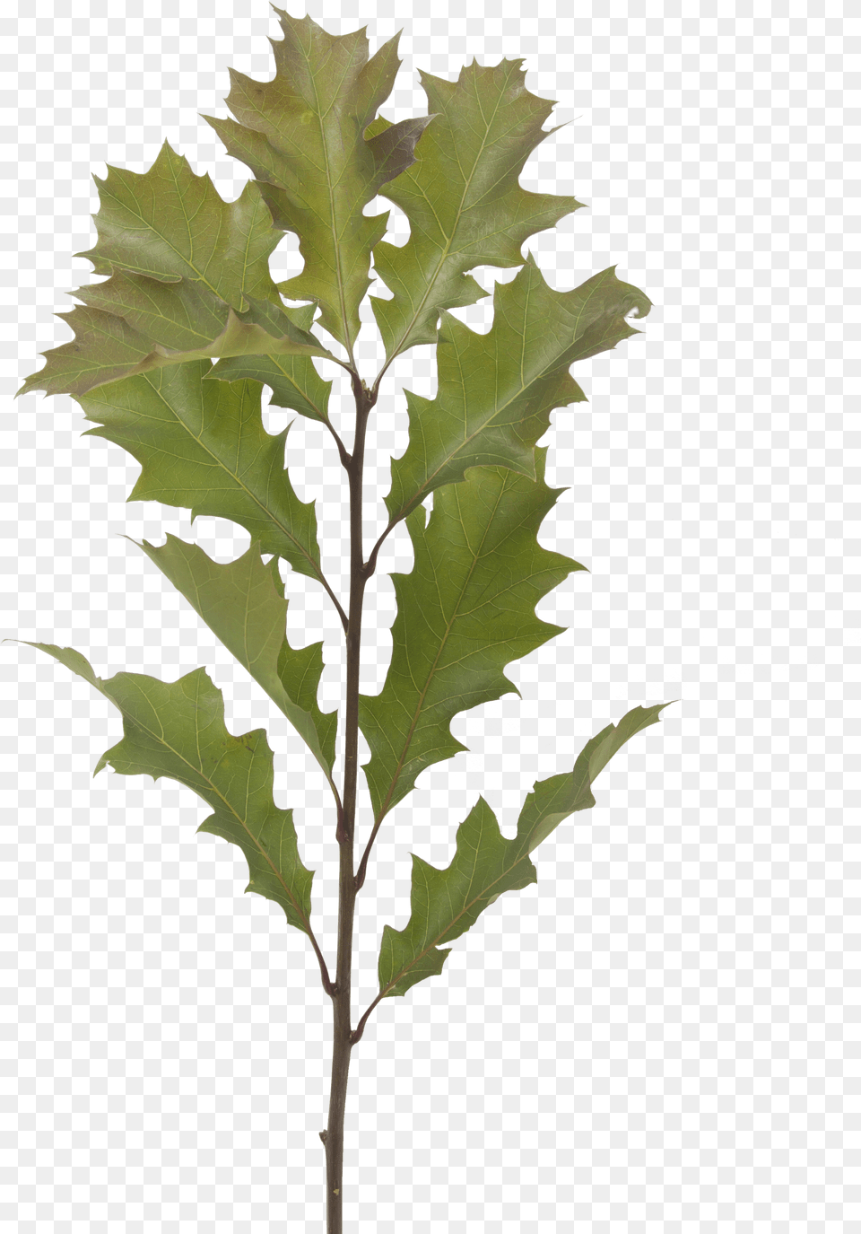 Quercus Leaves Maple Leaf, Plant, Tree, Oak Png
