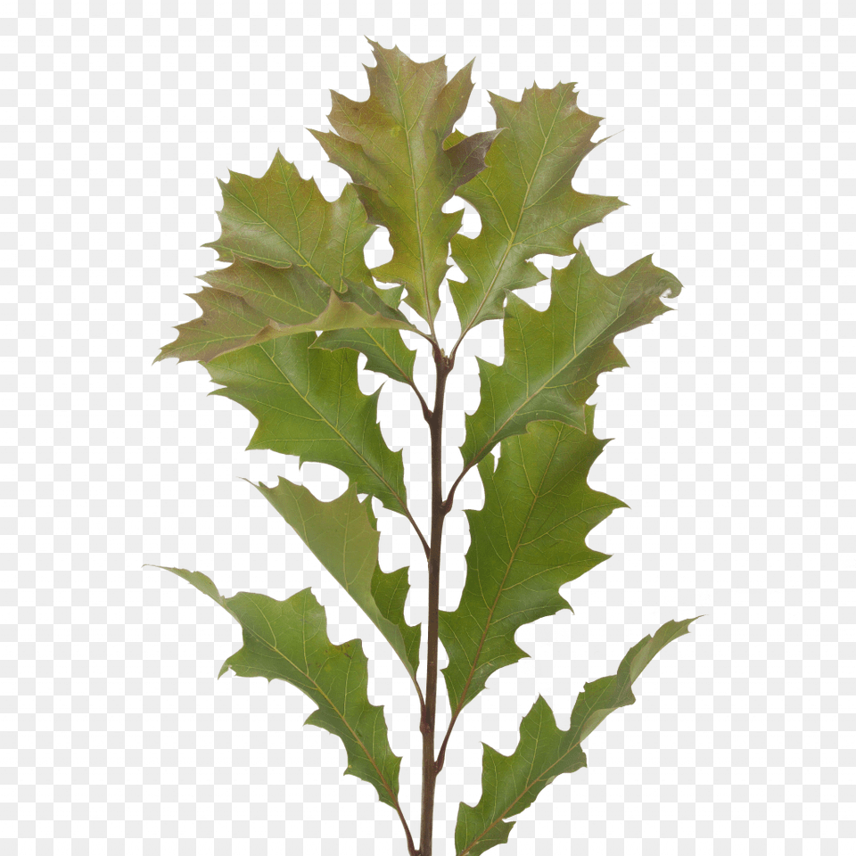 Quercus Leaves Maple Leaf, Plant, Tree, Oak Free Png