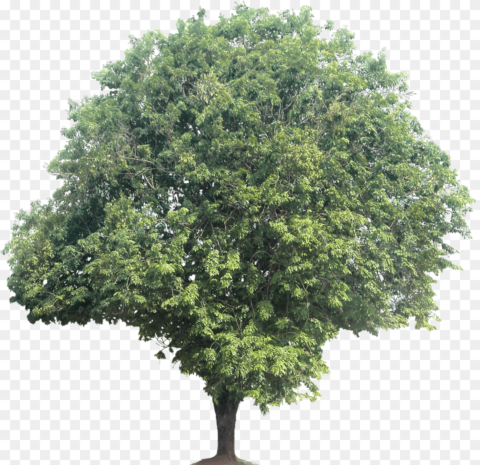 Quercus Robur 3d Model, Oak, Plant, Sycamore, Tree Free Transparent Png