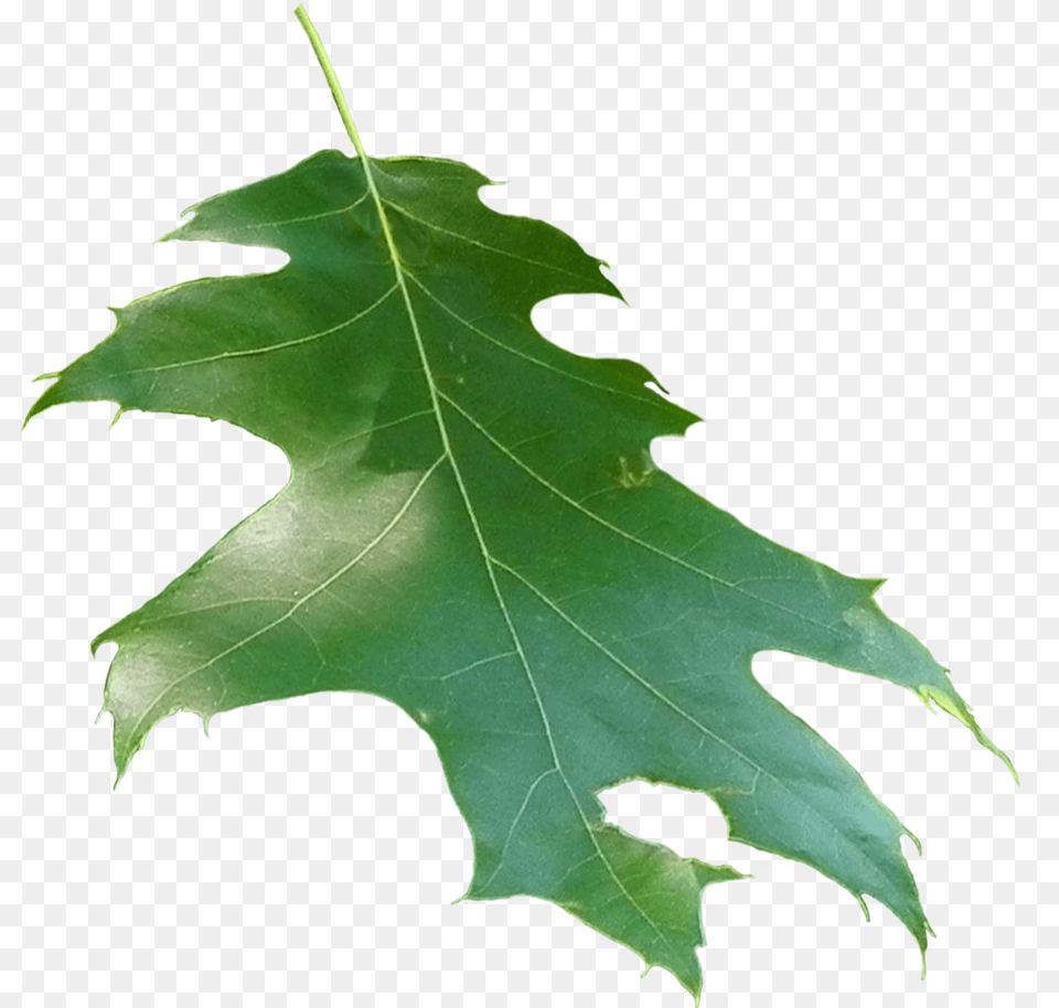 Quercus Rubra Leaf Leaf, Plant, Tree, Maple Free Png Download