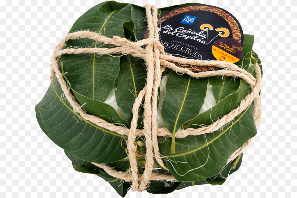 Queso Envuelto, Leaf, Plant, Rope Png Image