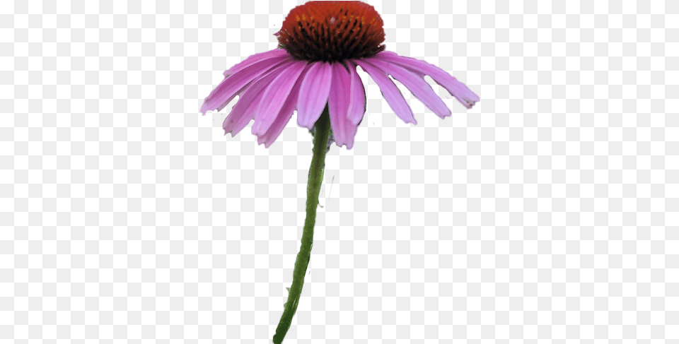 Questions Mysite Purple Coneflower, Daisy, Flower, Petal, Plant Free Png Download