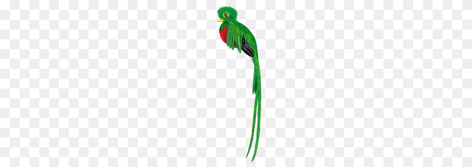 Quetzal Animal, Beak, Bird, Parrot Free Png