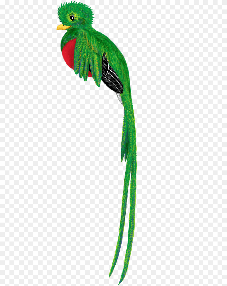 Quetzal Bird Animal Quetzal, Parrot Png