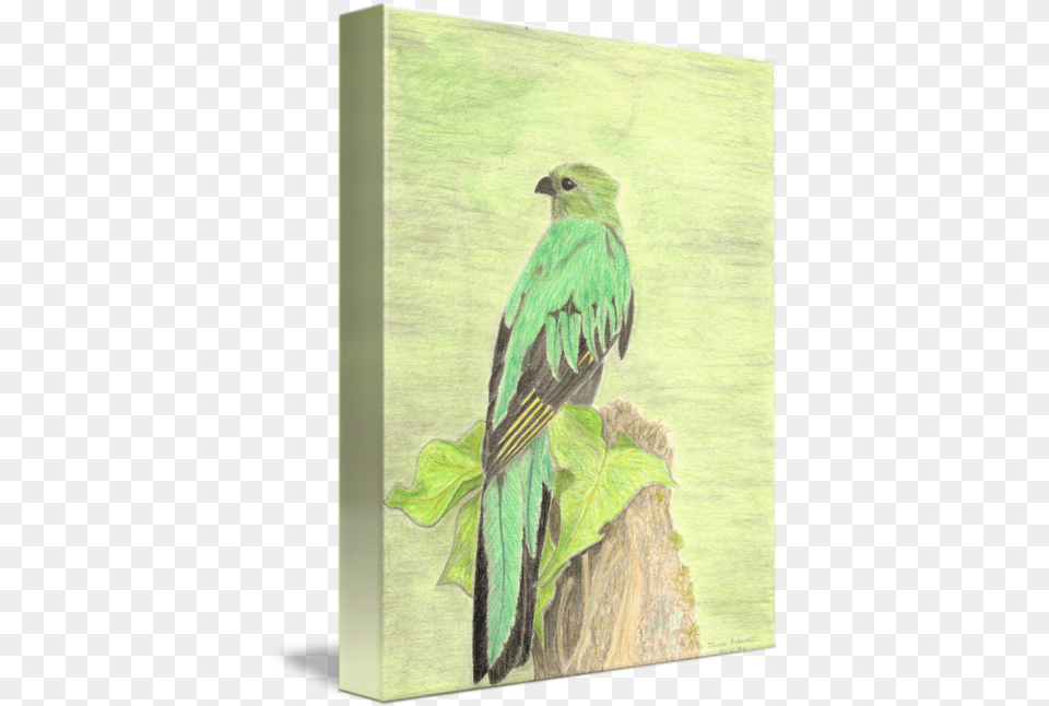 Quetzal By Tina Palermo High School Colored Pencil Bird Drawings, Animal, Beak, Parakeet, Parrot Png