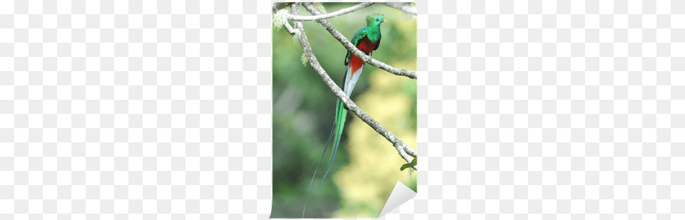 Quetzal Costa Rica, Animal, Bird, Beak, Parrot Free Png Download
