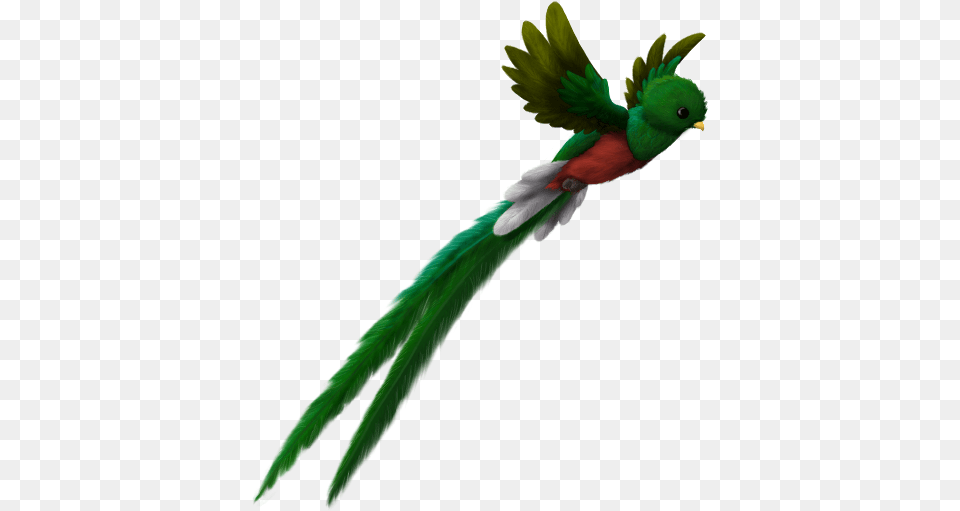 Quetzal Flying Lovely, Animal, Bird, Parrot Free Png Download