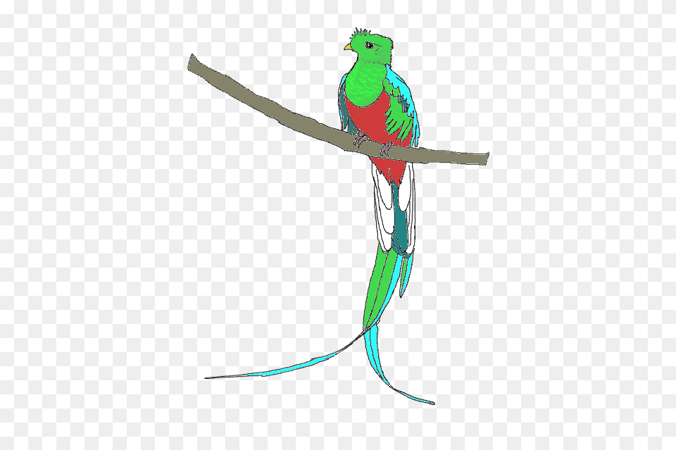 Quetzal Free Images, Animal, Bird, Parakeet, Parrot Png Image