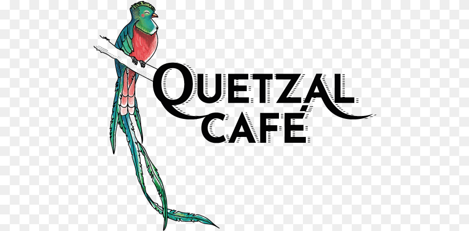 Quetzal Logo Web Macaw, Adult, Female, Person, Woman Free Png Download