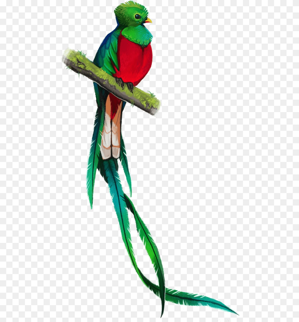 Quetzal Quetzal Bird Drawing, Animal, Parrot Free Png Download