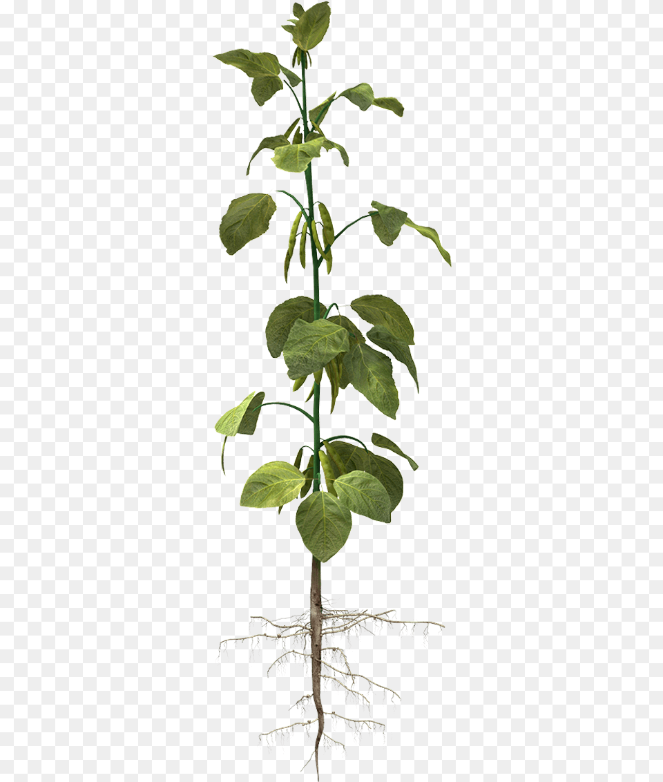 Quick Facts Soybean Tree, Leaf, Plant, Acanthaceae, Flower Free Transparent Png