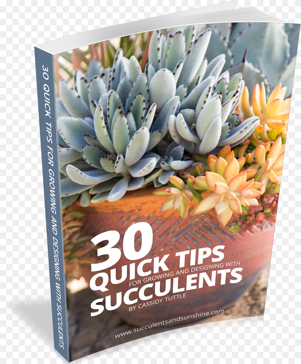 Quick Succulent Tips Agave, Plant, Potted Plant, Advertisement Png