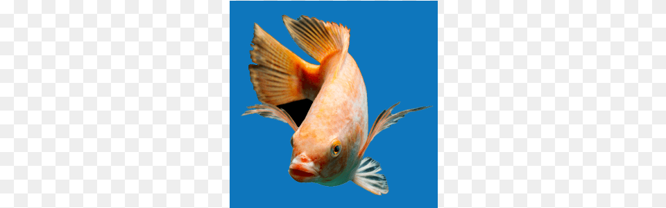 Quick View Tilapia, Animal, Fish, Sea Life Free Png