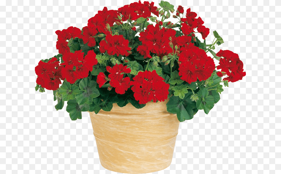 Quieres Empezar Tu Vivero Flowerpot, Flower, Geranium, Plant, Potted Plant Free Png Download