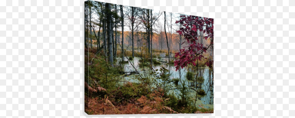 Quiet Wetland Canvas Print Riparian Forest, Grove, Water, Vegetation, Tree Png