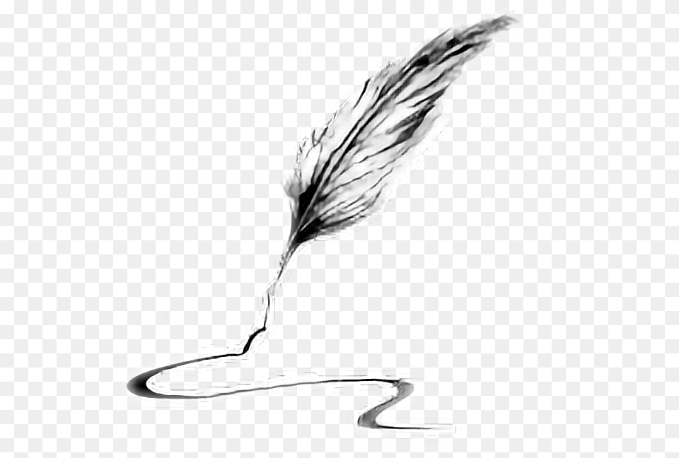 Quill Clipart Pluma Write Feather, Leaf, Plant, Art Free Png