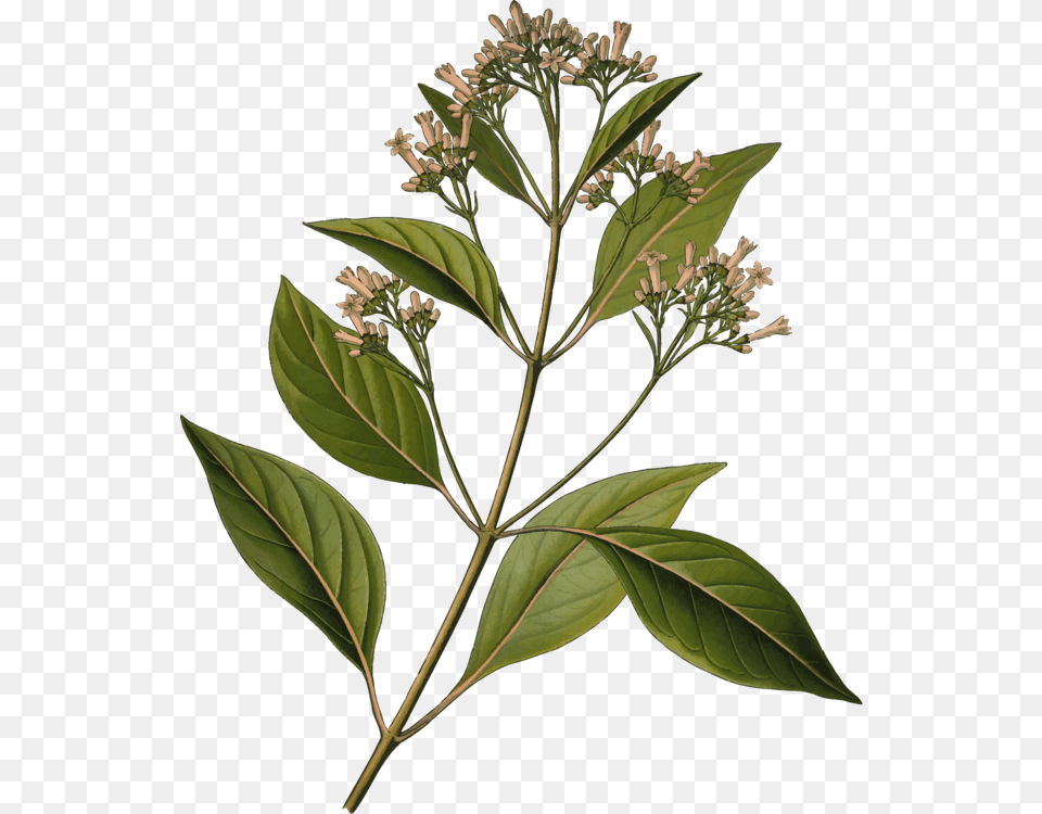 Quinine Cinchona Pubescens Bark Tonic Water Medicinal Plants, Acanthaceae, Flower, Grass, Herbal Png