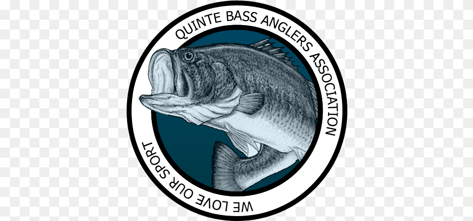 Quinte Bass Anglers Fishing Club Fish Bass, Animal, Sea Life, Shark Png