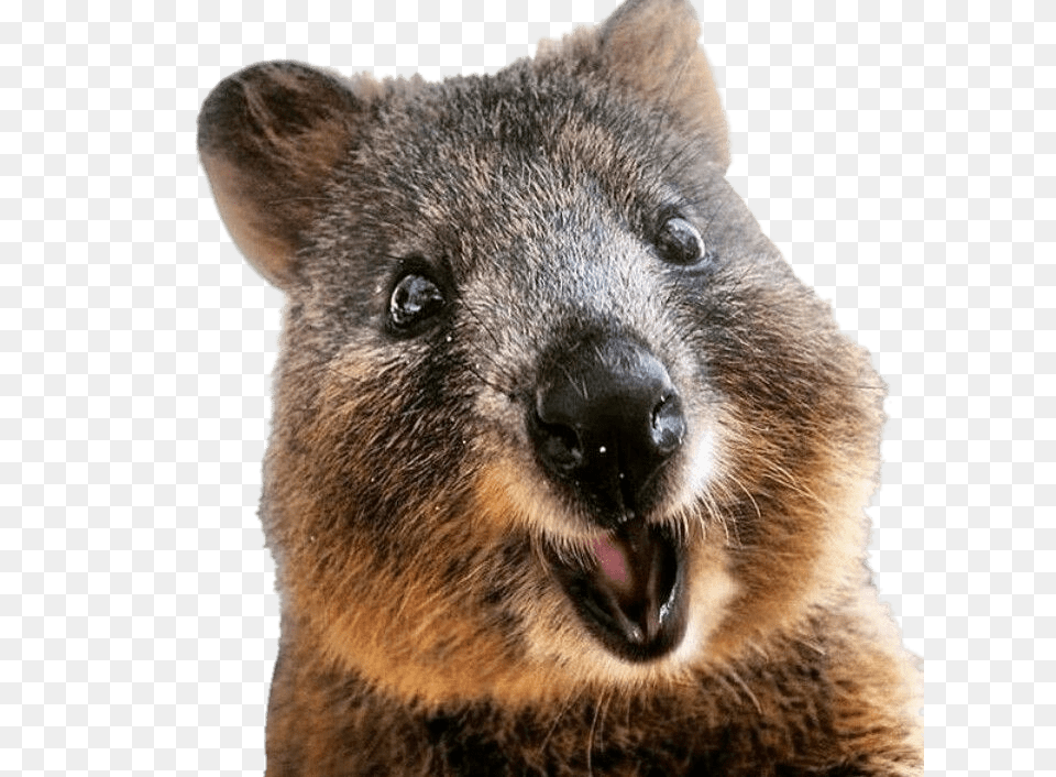 Quokka Close Up, Animal, Bear, Mammal, Wildlife Free Png