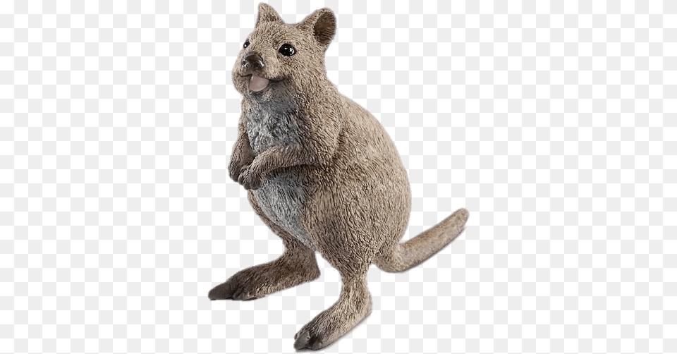 Quokka Figurine Schleich Rat, Animal, Bear, Mammal, Wildlife Png Image