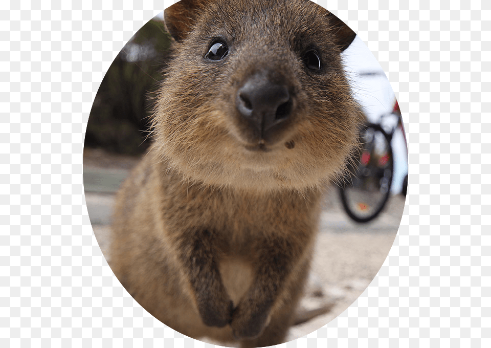 Quokka Only Animal That Doesnt Want To Kill You In Australia, Mammal, Rat, Rodent, Bicycle Free Transparent Png