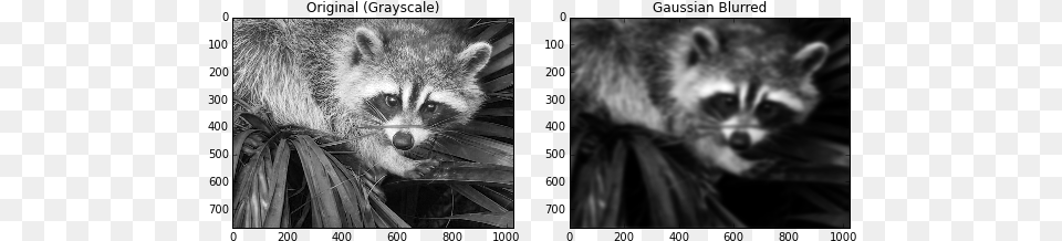 Quot Plt Raccoon In Den Pflanzen Postkarte, Animal, Mammal, Cat, Pet Free Transparent Png
