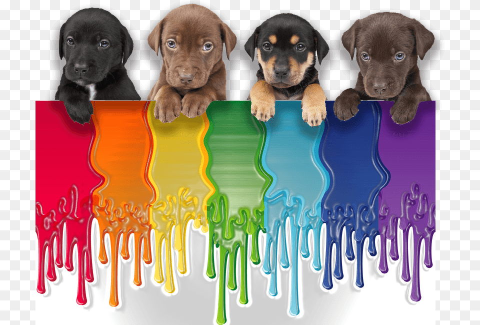 Quotall Puppies And Rainbows That Remains To Be Seen Cloel Champ Especial Cachorros, Animal, Canine, Dog, Mammal Free Png